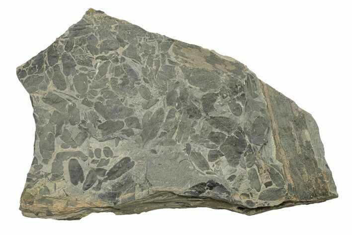 Pennsylvanian Fossil Leaf (Neuropteris) Plate - Kentucky #258841